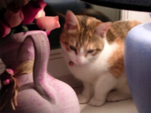 chat