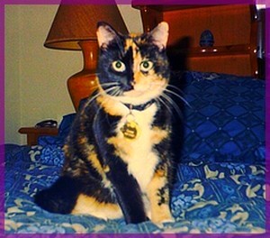 chat