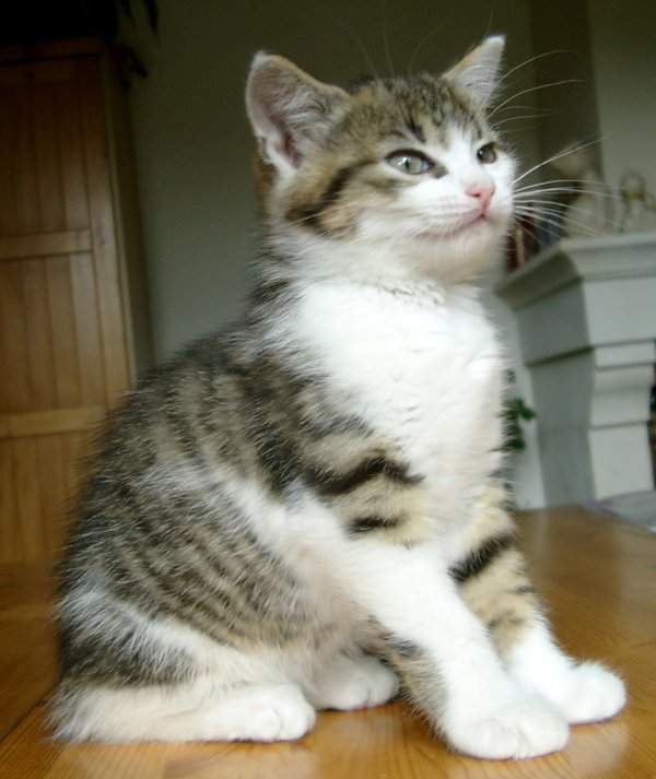 chat