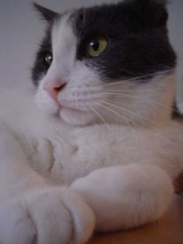 chat