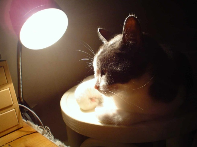 chat