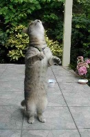 chat_debout