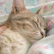 chat qui dort
