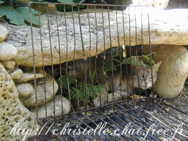 chat cach sous un barbecue
