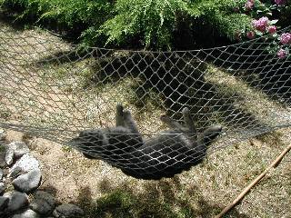 chat dans un hamac