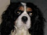chien