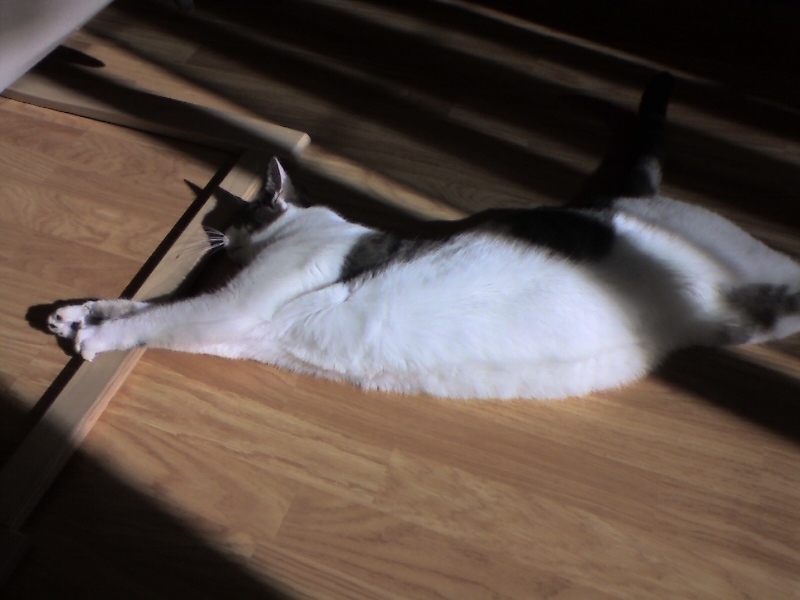 chat