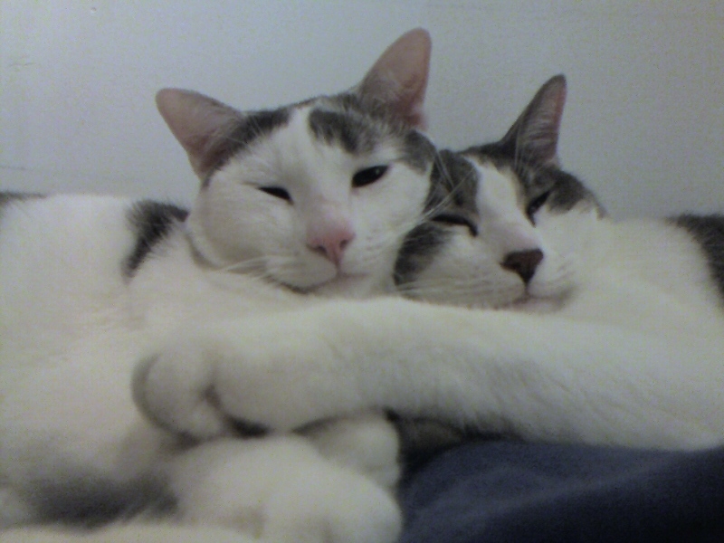 chat