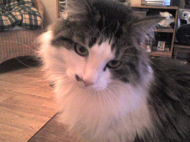 chat