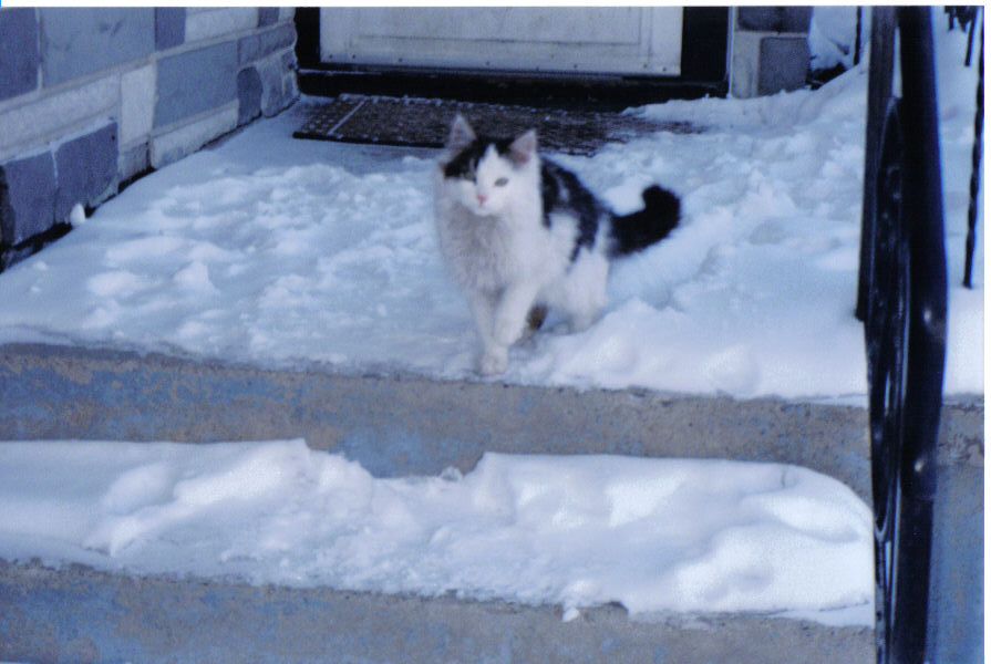 chat