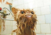 chat