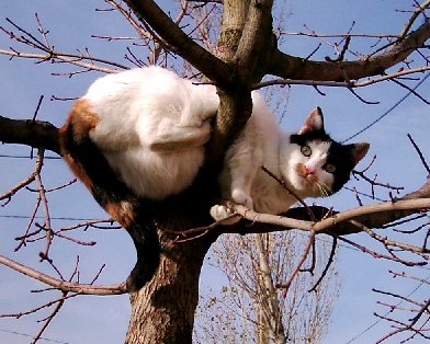 chat perch