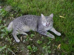 chat tire la langue