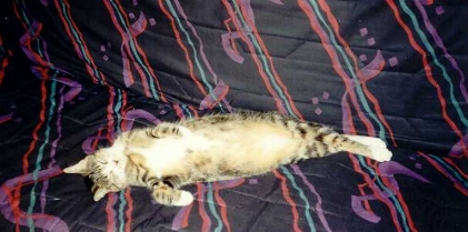 chat
