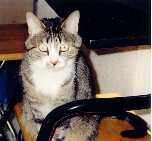 chat