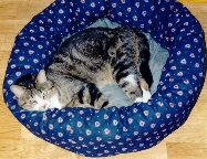 chat