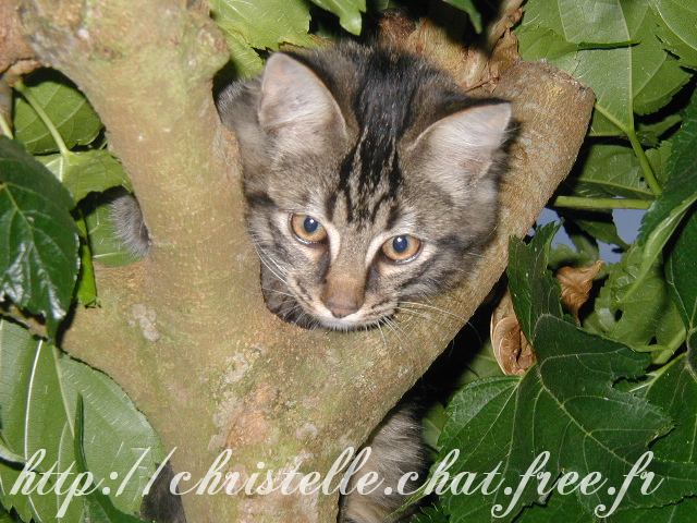 chat dans un arbre