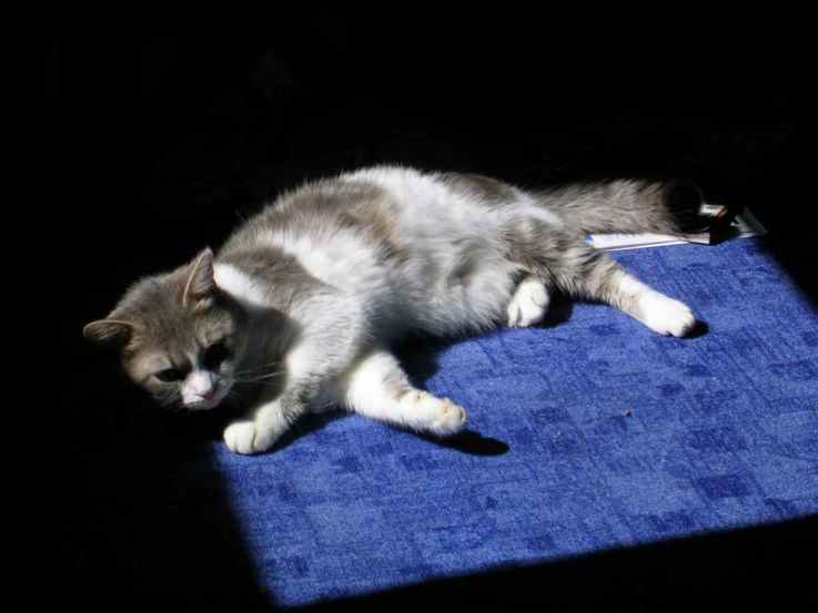 chat