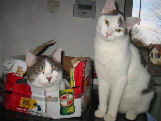 2 chats dans carton de bire