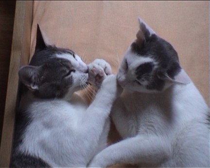 2 chats