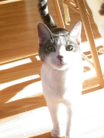 chat