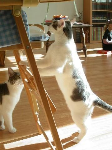 chat