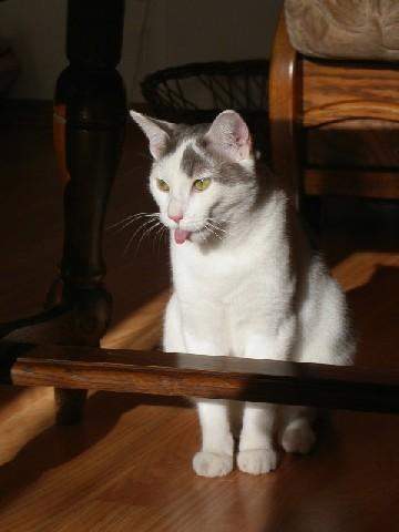 chat qui tire la langue