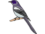 oiseau